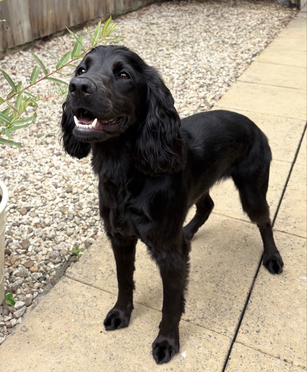 Dog enjoying time with Luna & Sage Pet Care