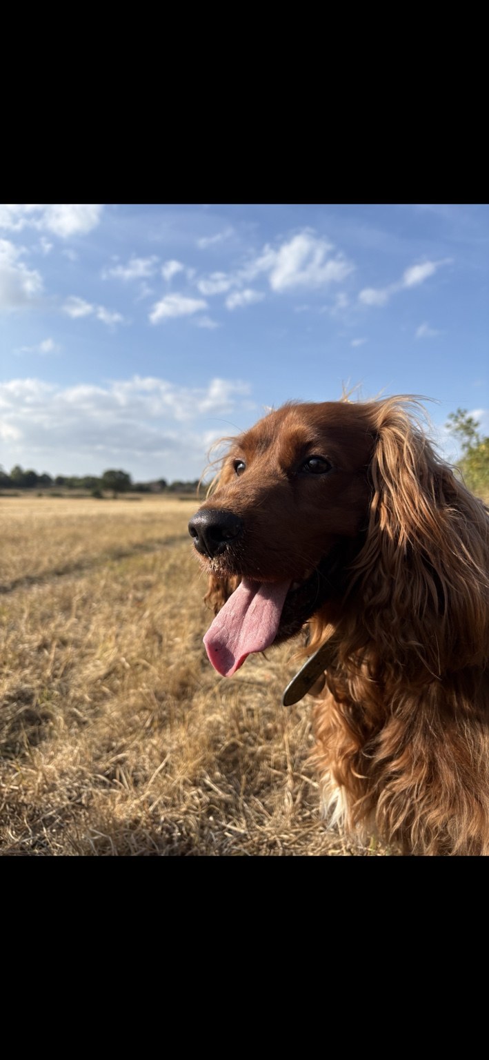 Dog enjoying time outdoors
